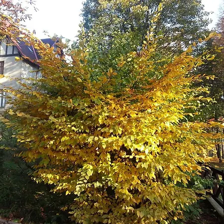 Park Guest Apartament